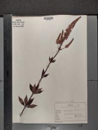 Veronicastrum virginicum image