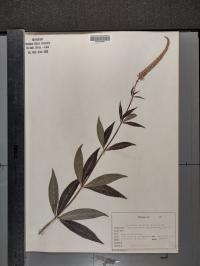 Veronicastrum virginicum image
