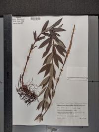 Veronicastrum virginicum image