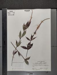 Veronicastrum virginicum image