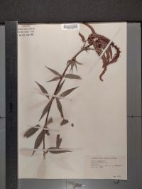 Veronicastrum virginicum image