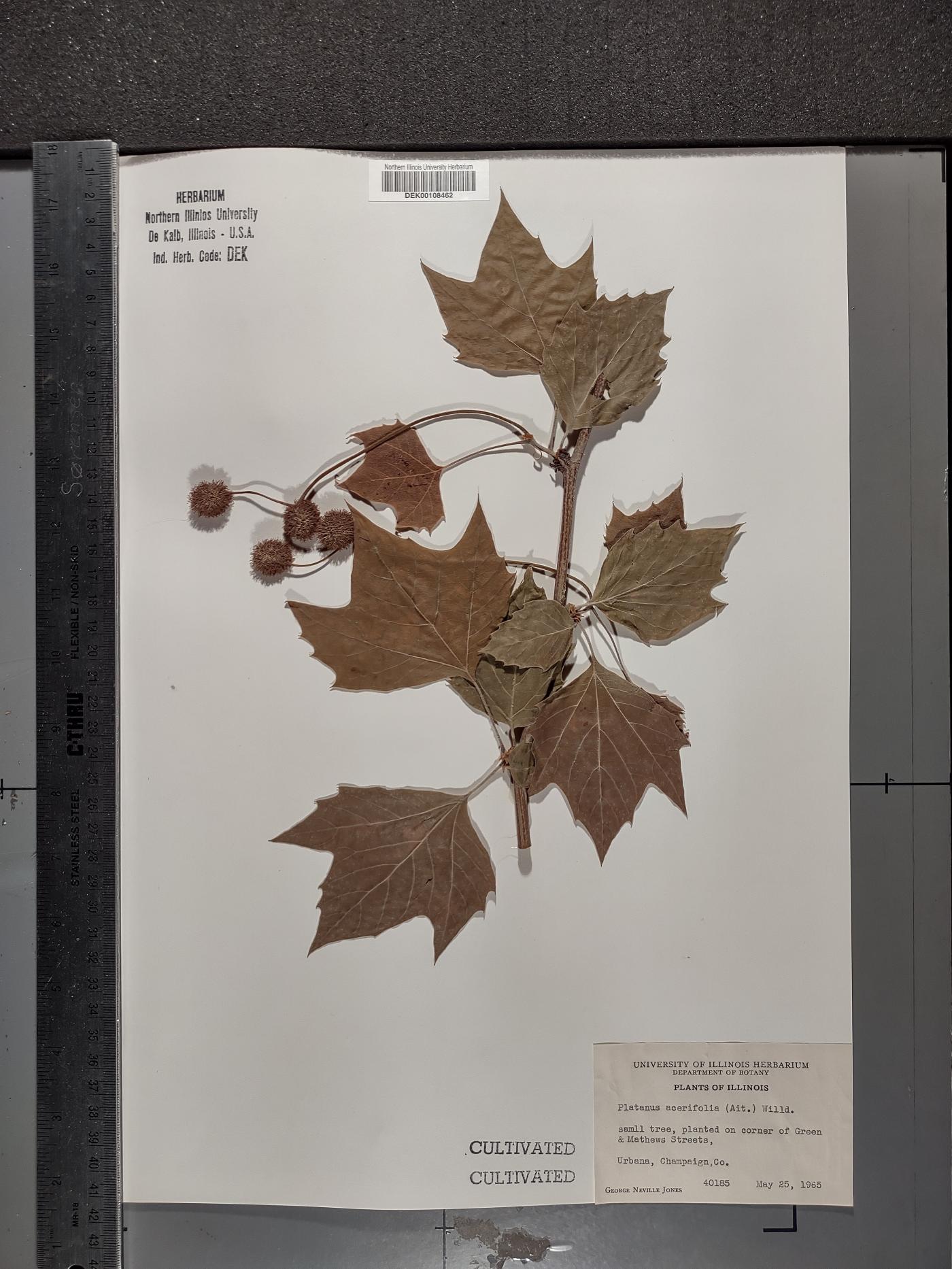 Platanus × hispanica image