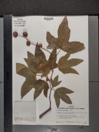 Platanus racemosa image