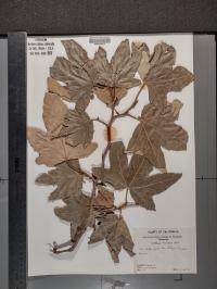 Platanus racemosa image