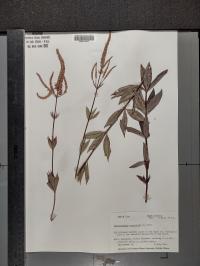 Veronicastrum virginicum image