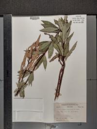 Veronicastrum virginicum image