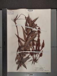 Veronicastrum virginicum image