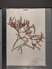 Limonium carolinianum image