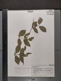 Cobaea scandens image