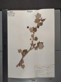 Platanus occidentalis image