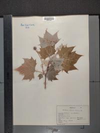 Platanus occidentalis image