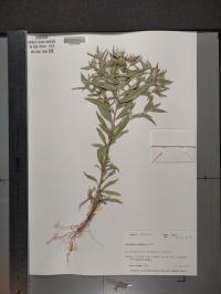 Collomia linearis image