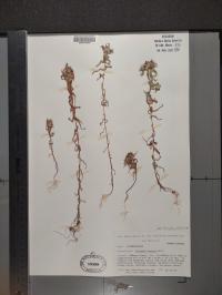Collomia linearis image