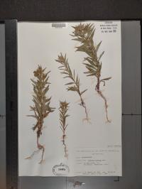 Collomia linearis image