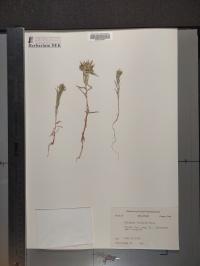 Collomia linearis image