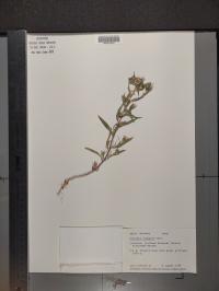 Collomia linearis image