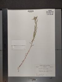 Collomia linearis image