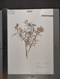 Collomia linearis image