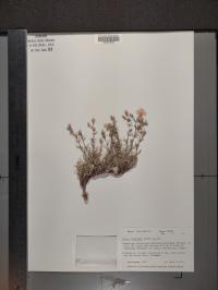 Giliastrum rigidulum image