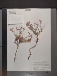 Giliastrum insigne image