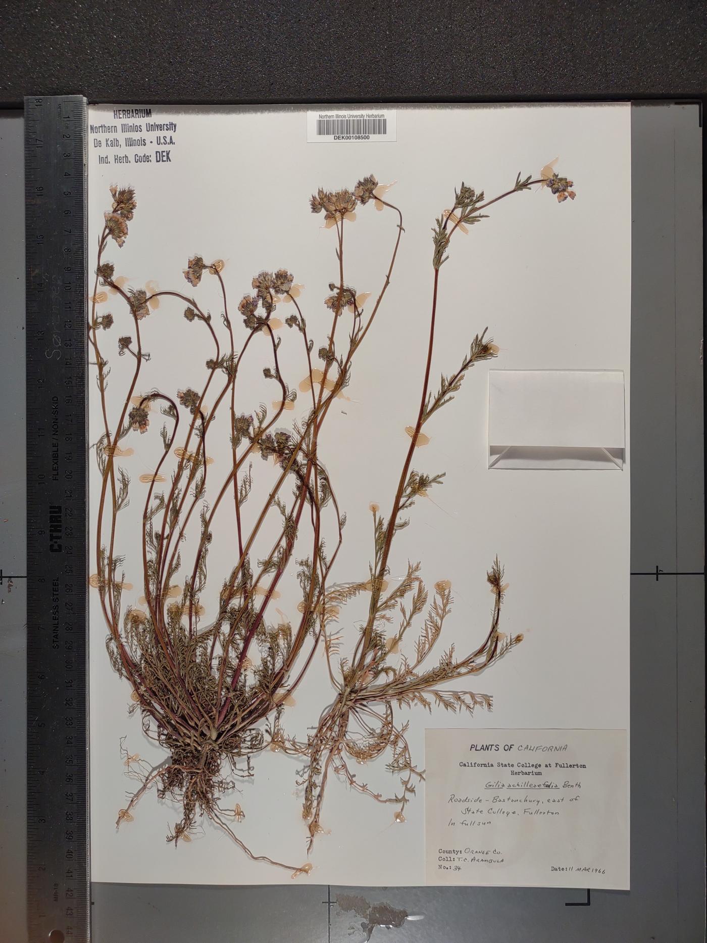 Gilia achilleifolia image