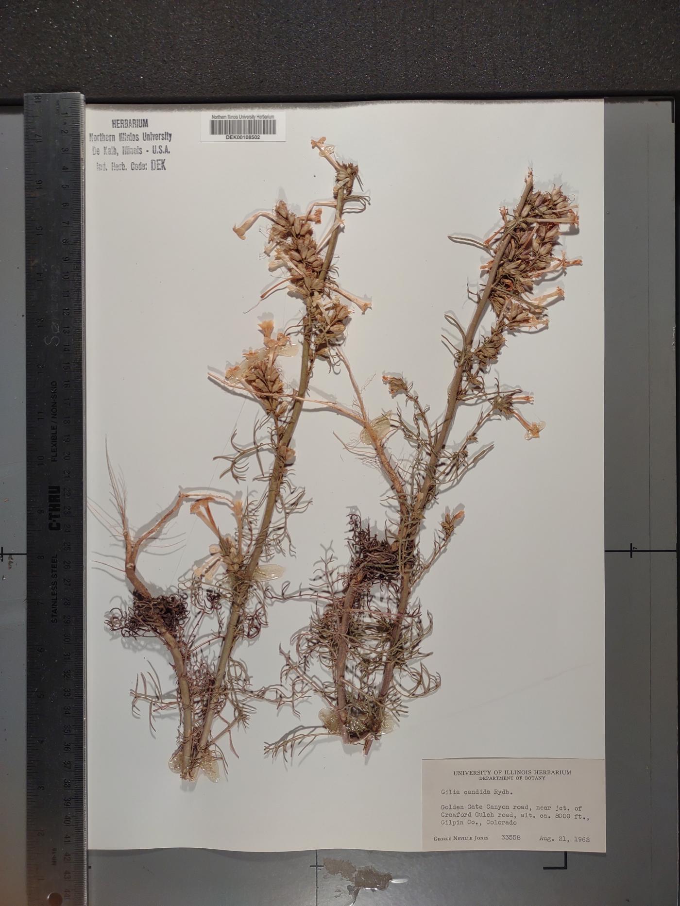 Ipomopsis aggregata subsp. candida image