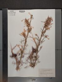 Ipomopsis aggregata image