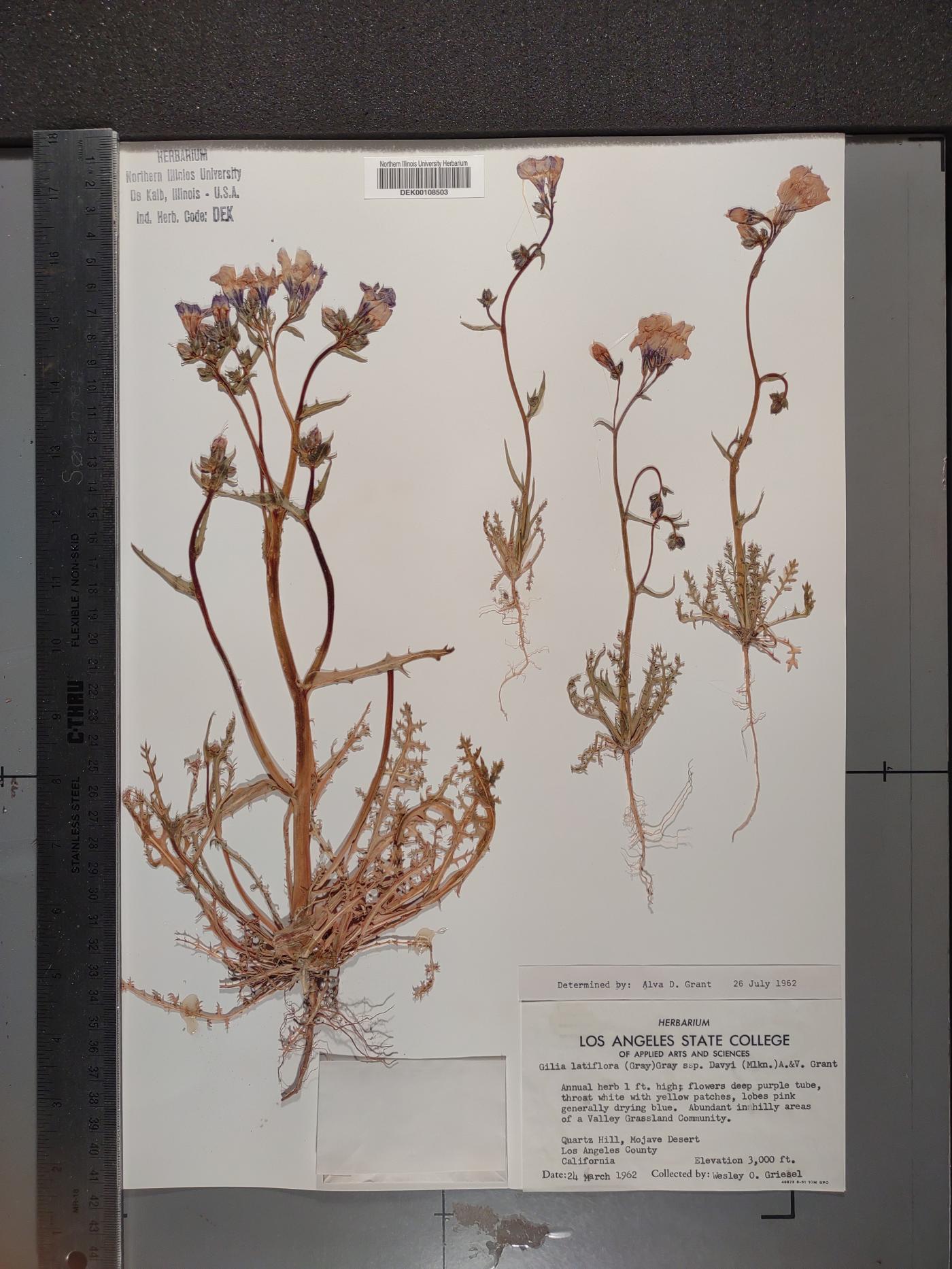 Gilia latiflora image