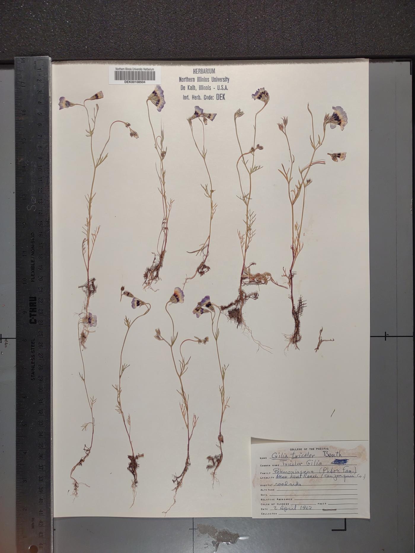 Gilia tricolor image