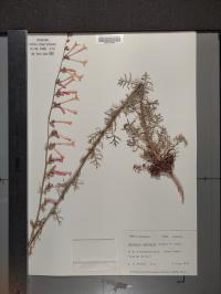 Ipomopsis aggregata image