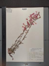 Ipomopsis aggregata image