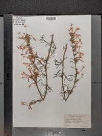 Ipomopsis aggregata image