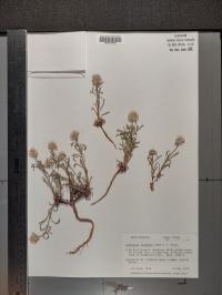 Ipomopsis congesta image