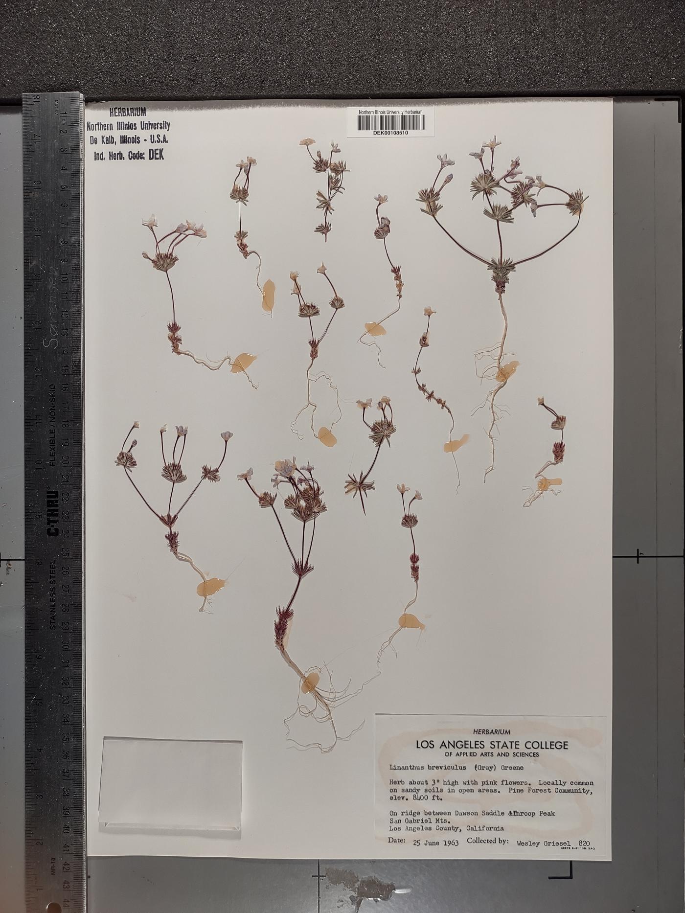Leptosiphon breviculus image
