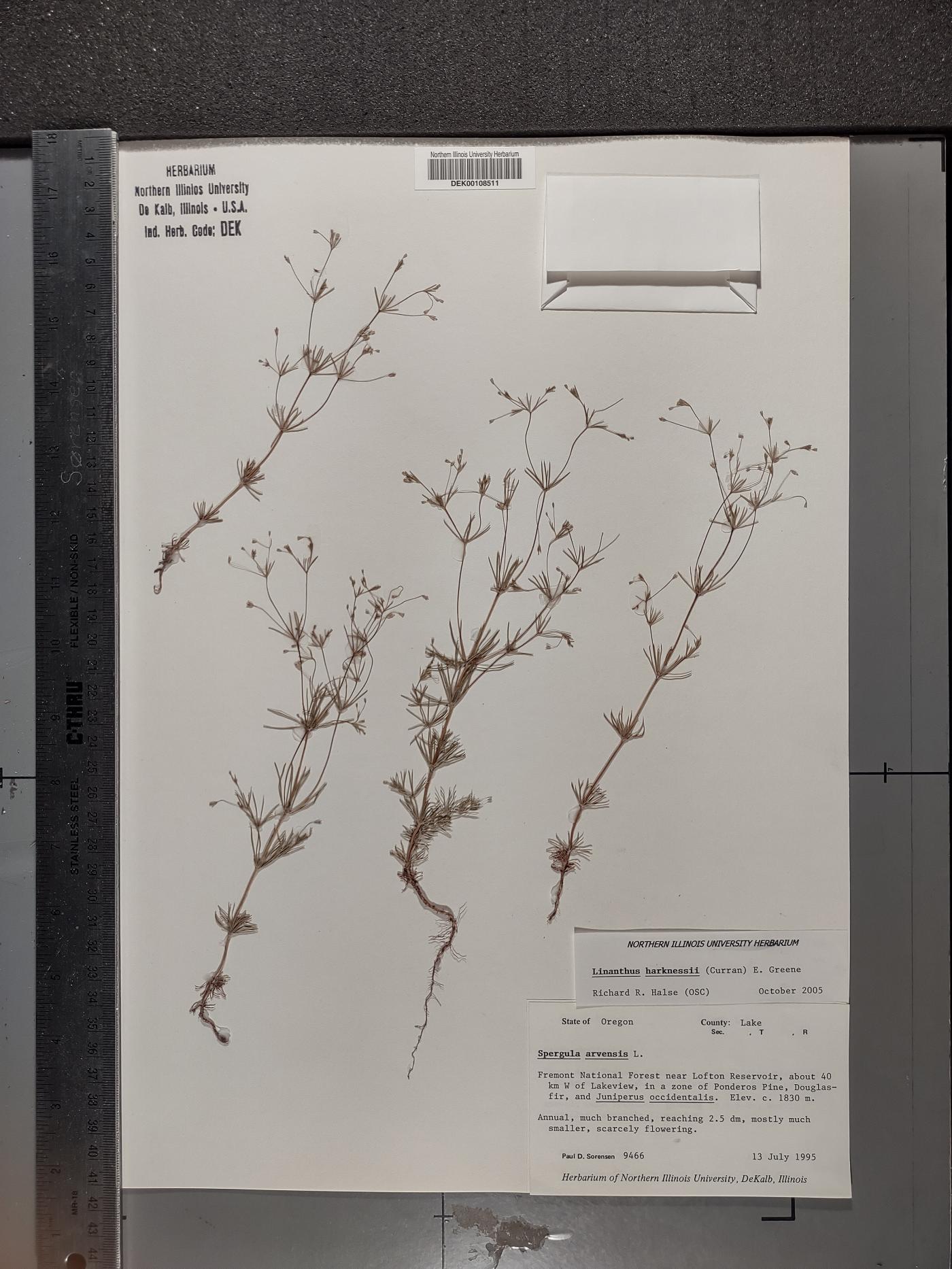 Leptosiphon harknessii image