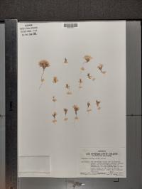 Linanthus parryae image