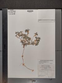 Loeseliastrum matthewsii image