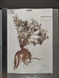 Phlox bifida image