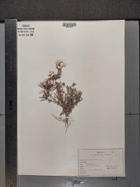 Phlox bifida image