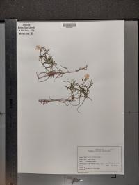Phlox bifida image