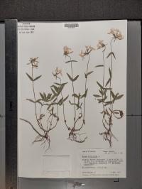 Phlox divaricata image
