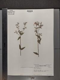Phlox divaricata image