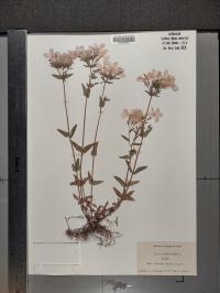 Phlox divaricata image