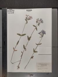 Phlox divaricata image