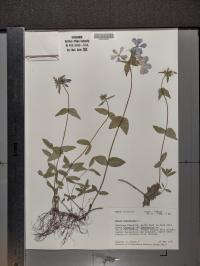 Phlox divaricata image