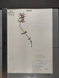Phlox divaricata image