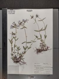 Phlox divaricata image