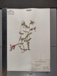 Phlox divaricata image