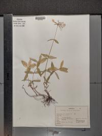 Phlox divaricata image