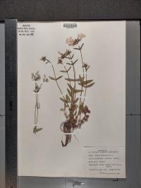 Phlox divaricata image